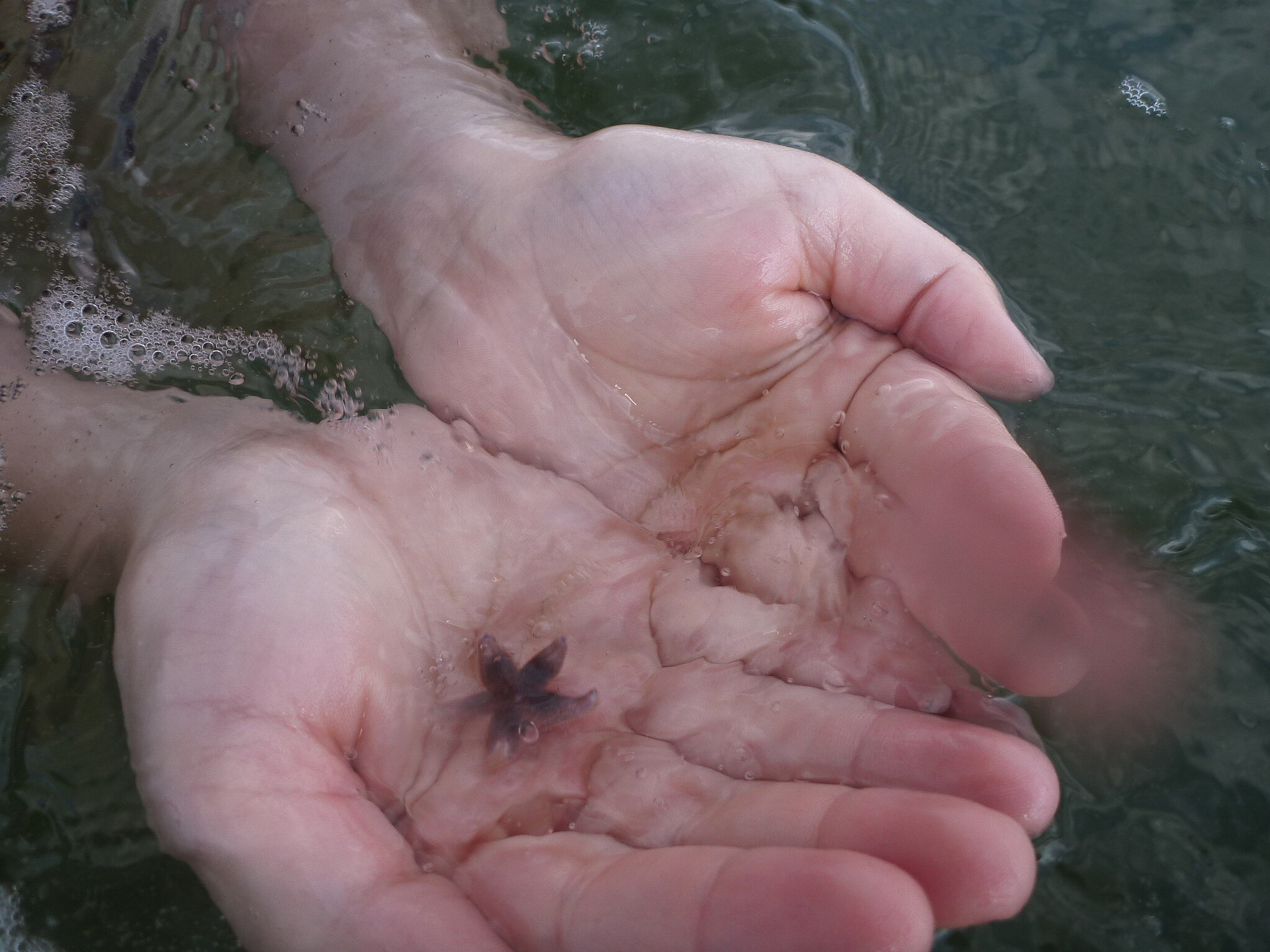 Zwei Hände bilden eine Fläche im Wasser, auf der ein kleiner Seestern liegt.